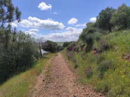 Flora del Cerro Masatrigo